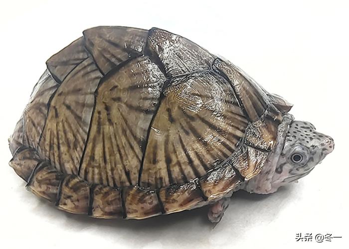 乌龟初学者,乌龟新手入门教程视频