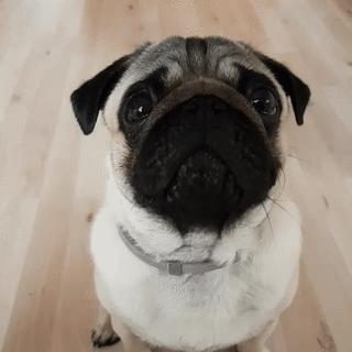 巴哥犬的4个缺点是什么,揭秘巴哥犬各种动作