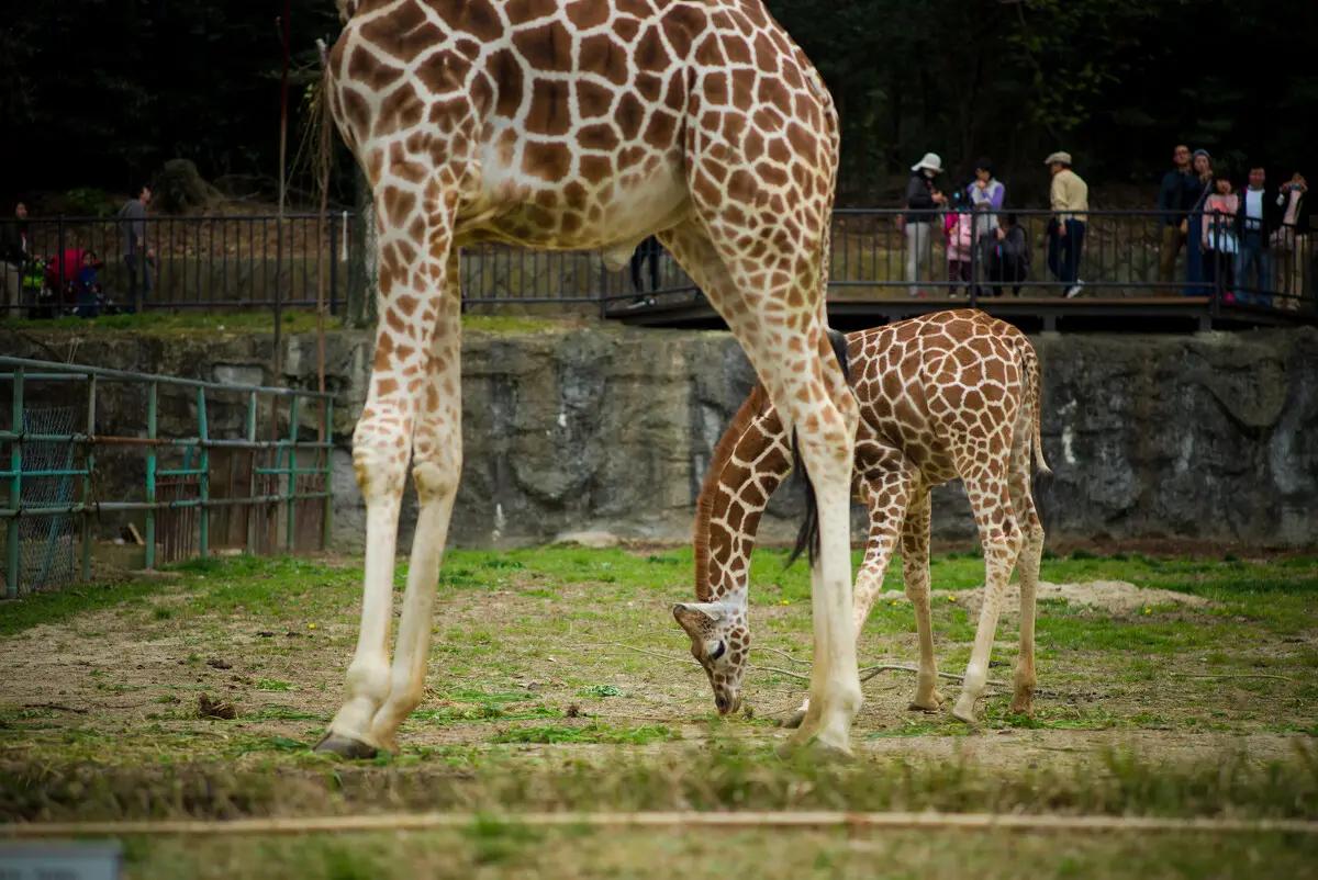 长颈鹿的繁殖视频,长颈鹿的繁衍方式第一视角
