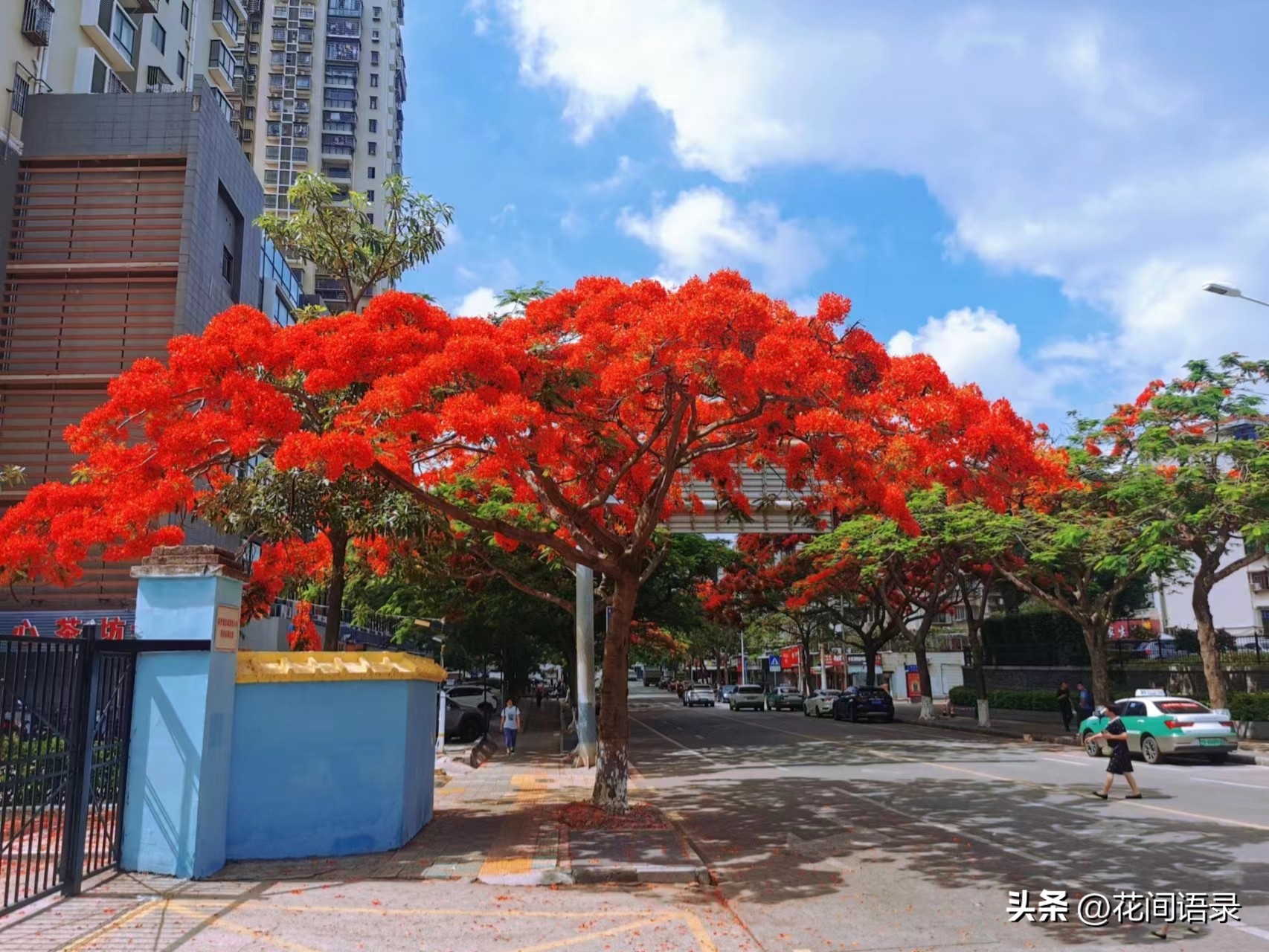 厦门路边一棵花，凭“超强花量”走红，被当地人评为“凤凰花王”