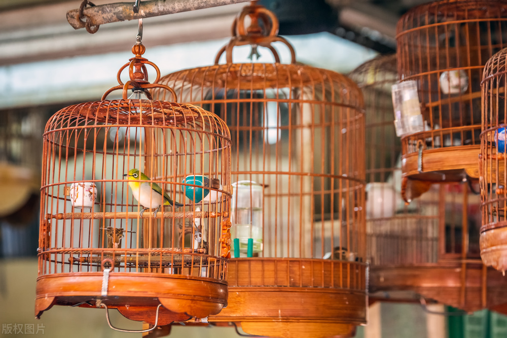 散养鸟在哪买好养活呢,去哪里买鸟最好