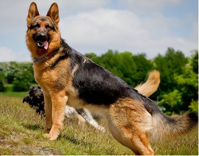 为什么德牧越来越受欢迎,德牧到底有多难养