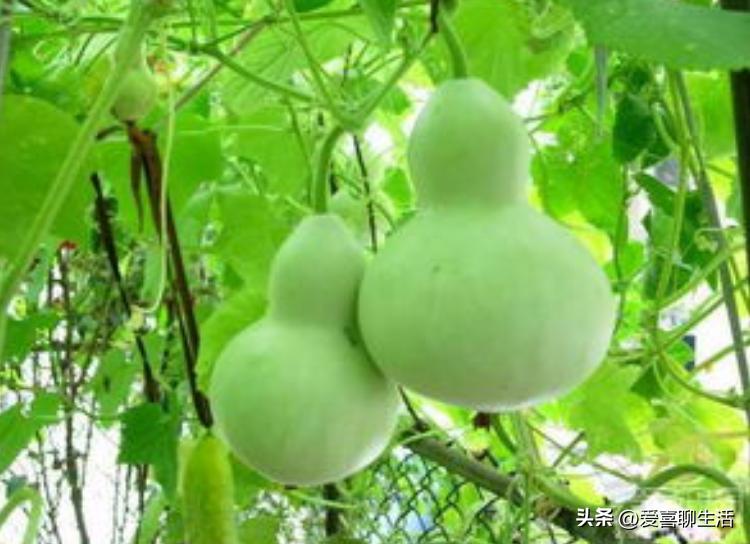 除夕夜,这6道传统小炒要记得吃,寓意来年富贵吉祥,节节高升!