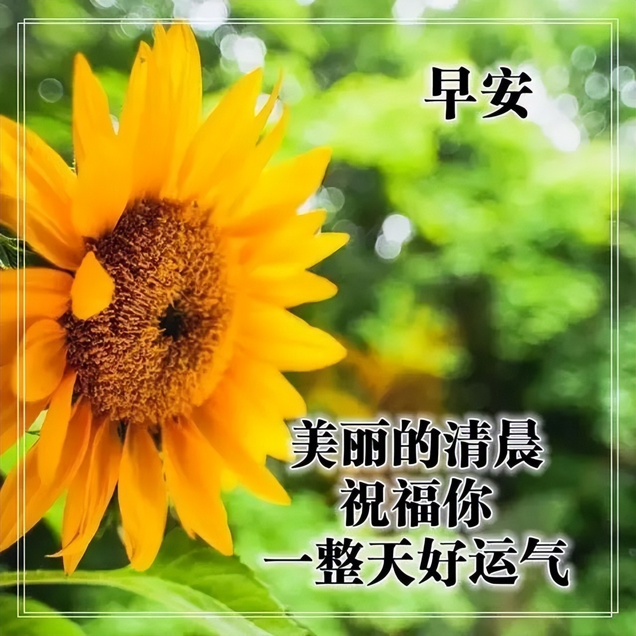 正能量早安语录经典句子图片,早安心灵鸡汤简短好句子一年级