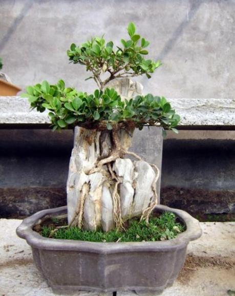 几种具有观赏性的树,特别名贵的观赏树