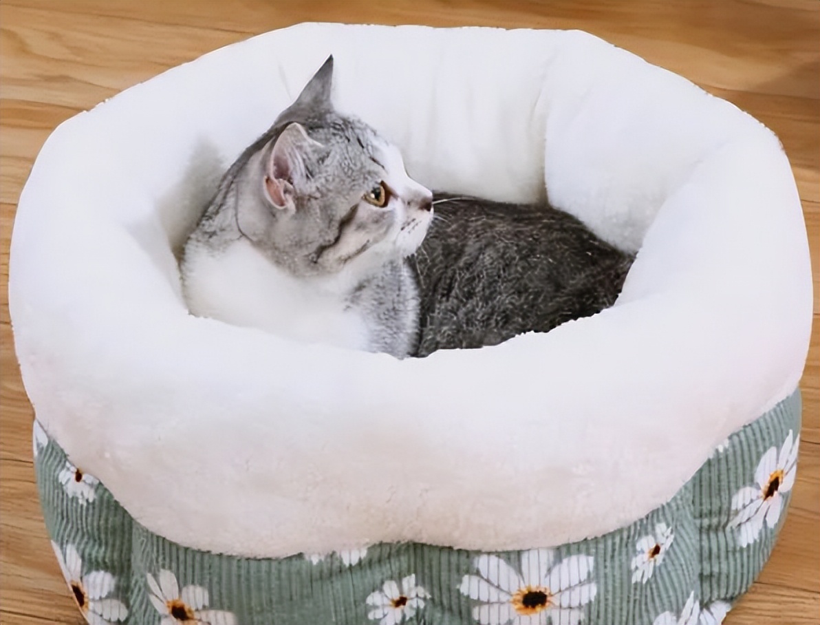 猫咪总爱钻沙发底下怎么办,为什么猫咪喜欢钻被子