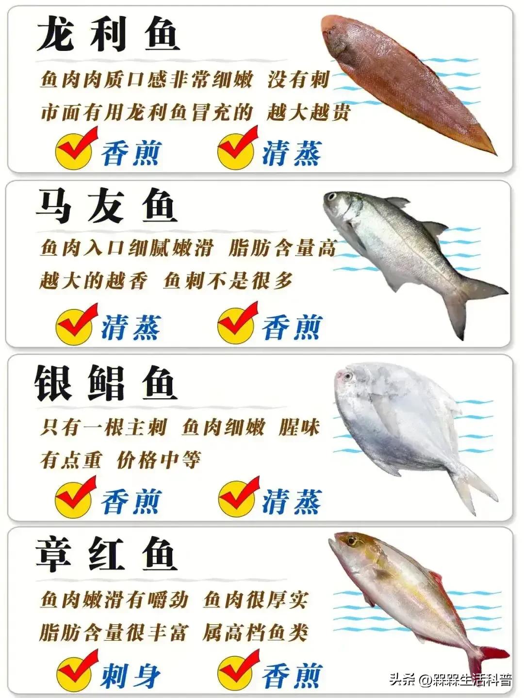 各种鱼图解大全,100种常见家常鱼的图片