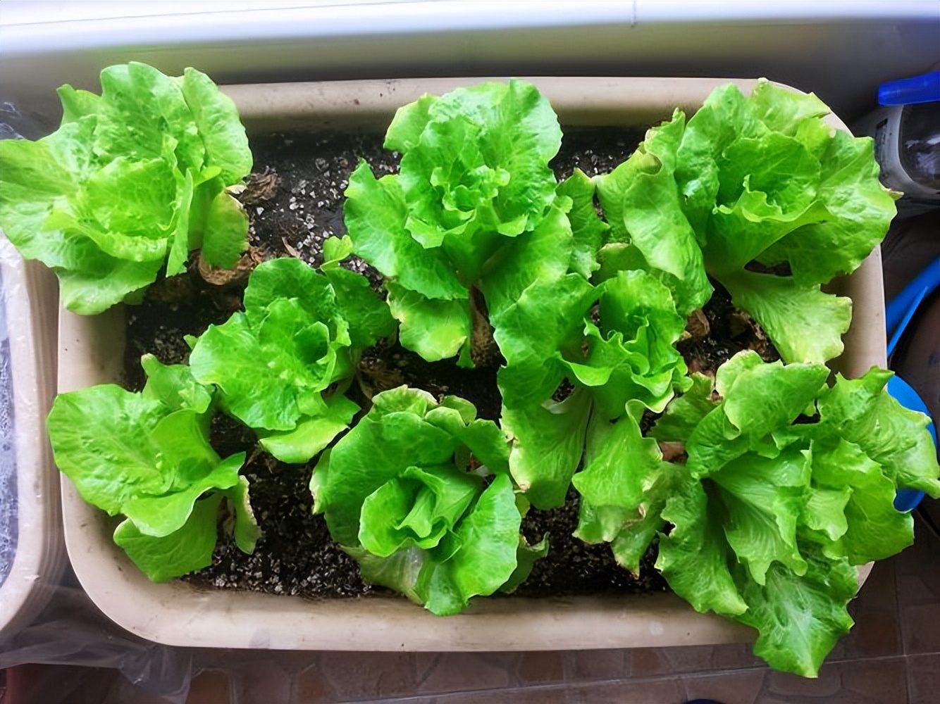 阳台种菜的最佳方法,阳台种菜的方法和技巧大全