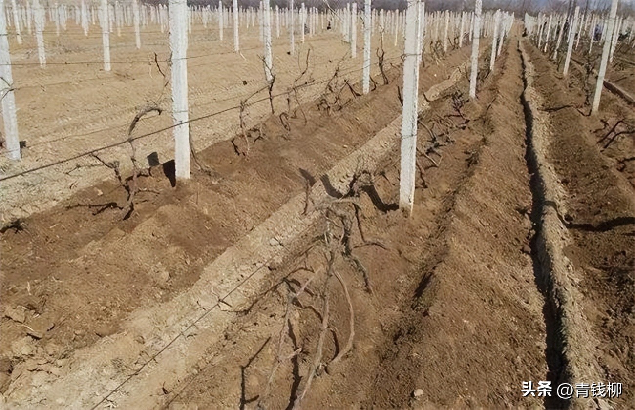 阳光玫瑰小苗第一年施肥方案,阳光玫瑰葡萄施肥管理技术