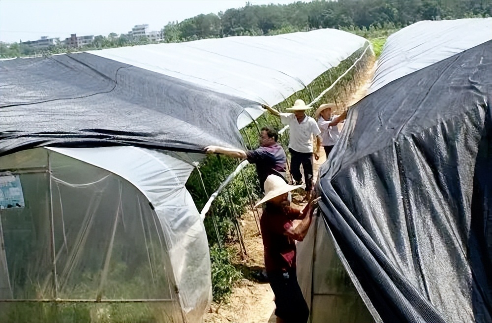 苗移栽后萎蔫了怎么处理,菜苗萎蔫怎么补救