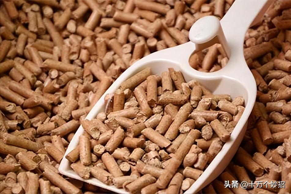 猫咪误食猫砂有怎样的后果 (猫咪用的猫砂有毒吗)