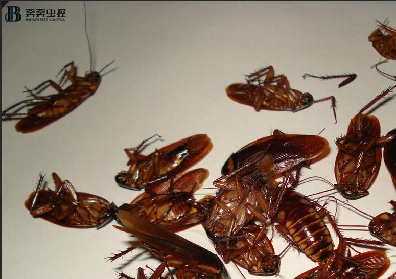 晚上睡觉蟑螂爬到床上,蟑螂爬到床上怎么办