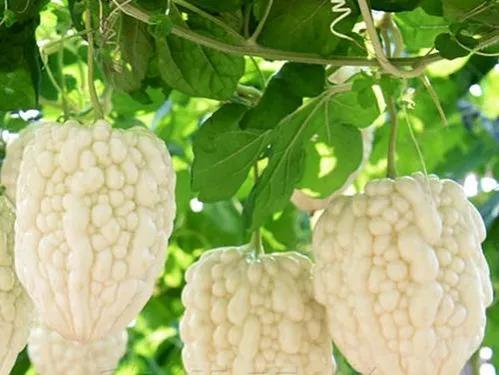 200个农村项目大分享,3:种植篇，全是您值得拥有的好品种