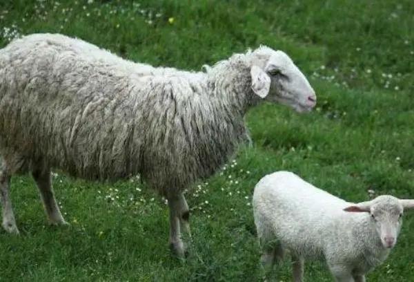 羊缺乏微量元素如何补充,羊营养跟不上怎么办