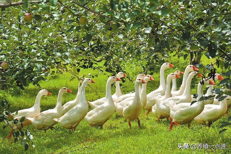 生态养殖新模式循环养殖鹅,养鹅家禽养殖行业现状