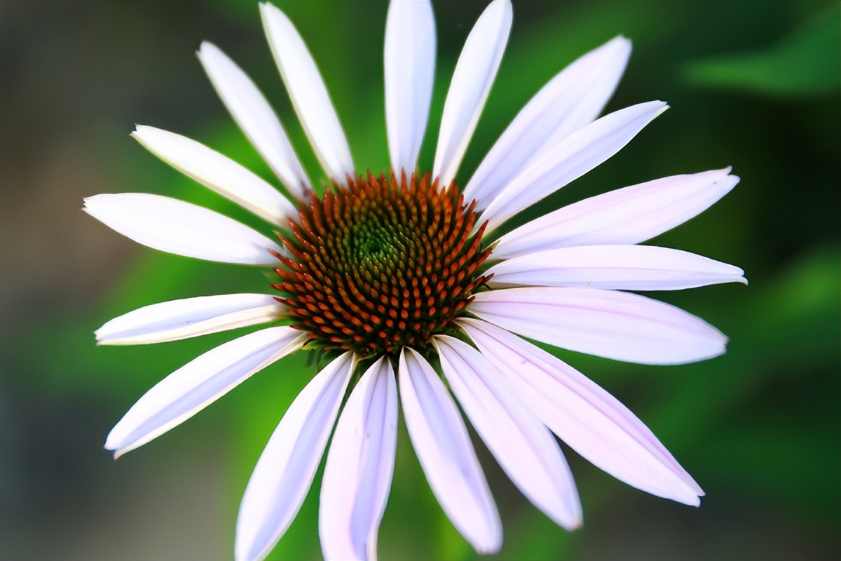 男友一直保证会和我在一起，但是见到我姐姐后，把我甩了