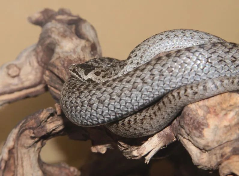 「原来欧洲有这么多种蛇？！」偷师卡塞尔的豢龙大师·下