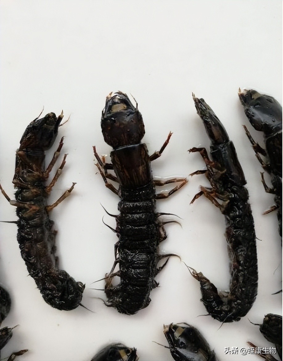 水蛭养殖技术和管理,水蛭养殖技术及管理