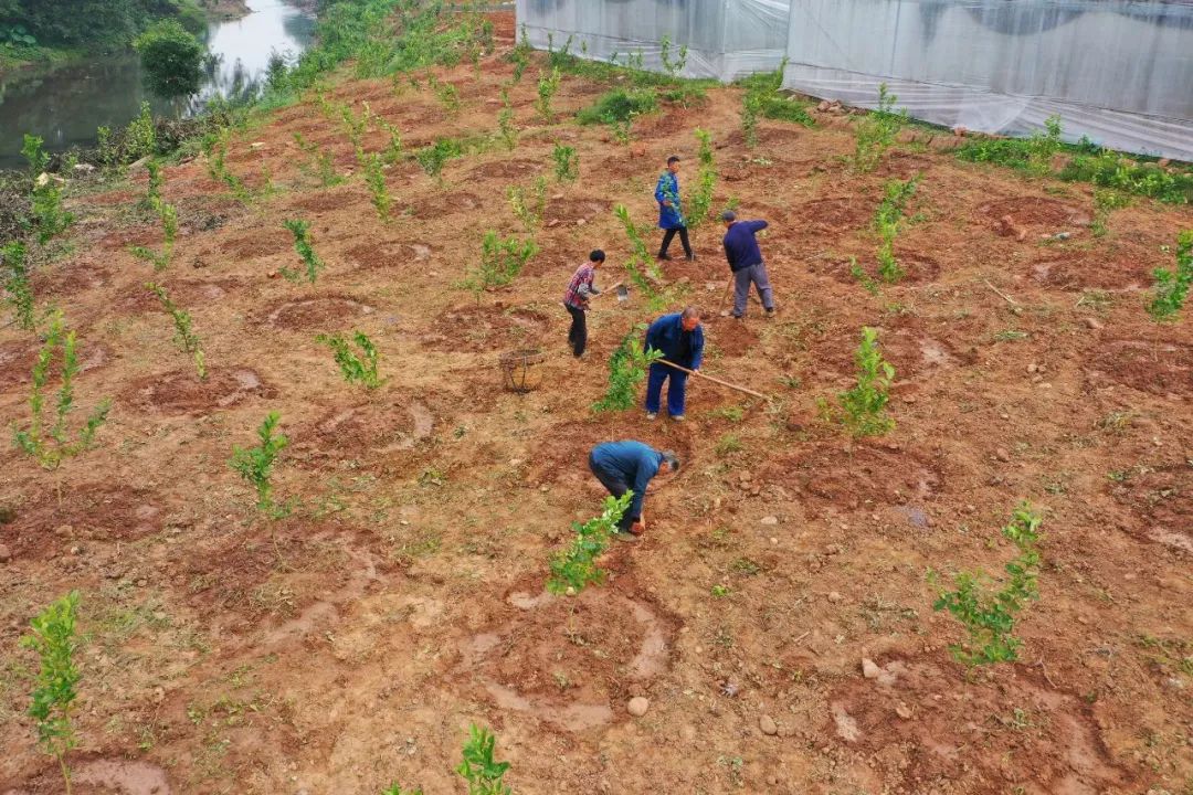 川佛手种植前景与经济效益,川佛手抗旱