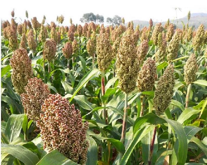 高粱品种图片大全,高粱乌米图片