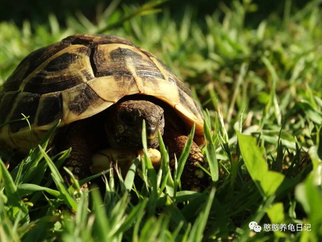 第一次看到乌龟晒太阳,乌龟晒太阳太舒服了吧