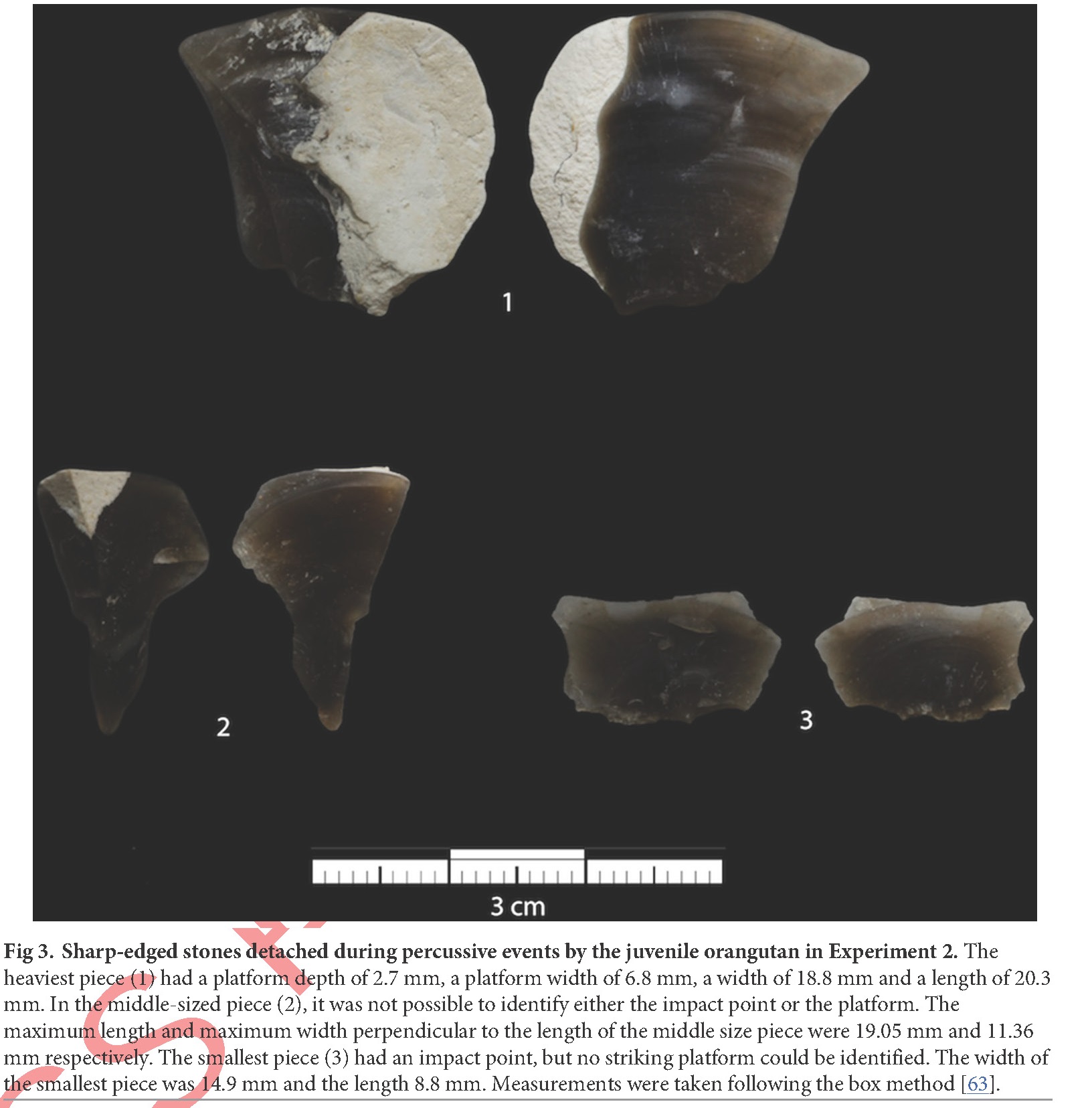 猩猩在进化吗,黑猩猩进化到石器时代