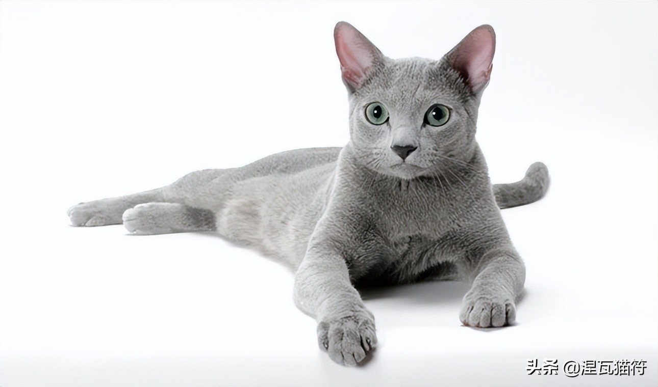 俄罗斯蓝猫法国蓝猫英国蓝猫,欧系俄罗斯蓝猫