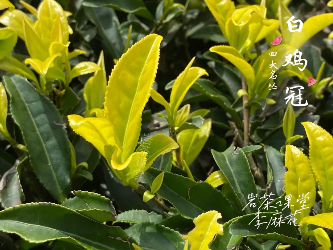 四大名枞白鸡冠岩茶一斤多少钱,岩茶白牡丹是什么茶