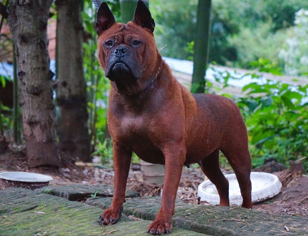 川东猎犬和广西猎犬哪个更厉害,川东猎犬和虎斑犬混血的猎犬