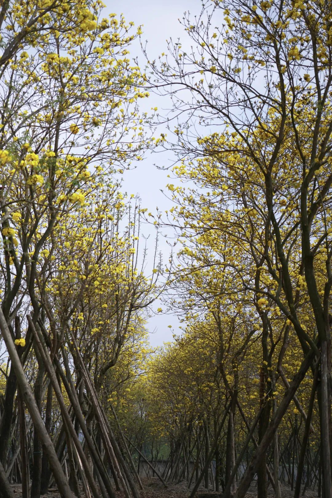 提前盛开！成都市区这个被偏爱的宝藏地又上新，即将刷爆全网