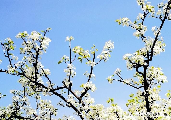 苏东坡的哪首诗里此心安处是吾乡,苏轼千古名句此心安处是吾乡