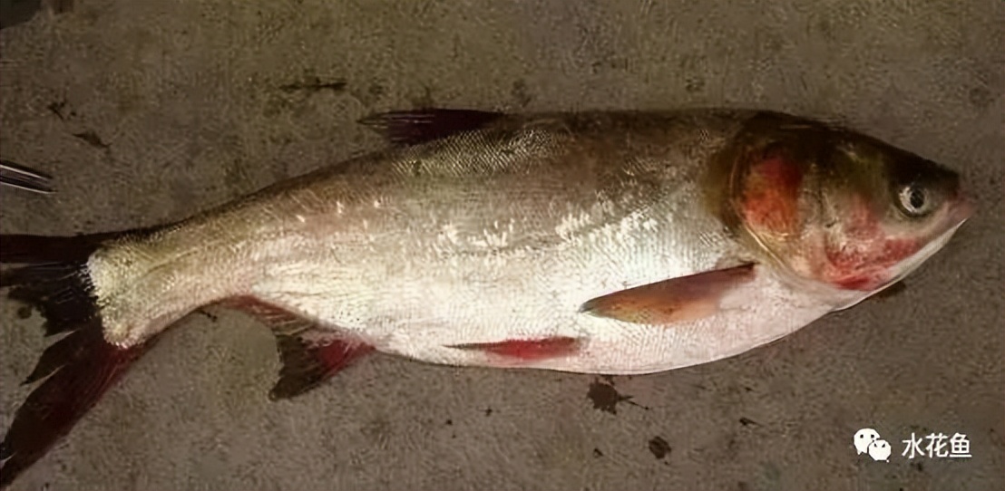 鱼出现败血症怎么治疗,鱼得了败血症怎么治