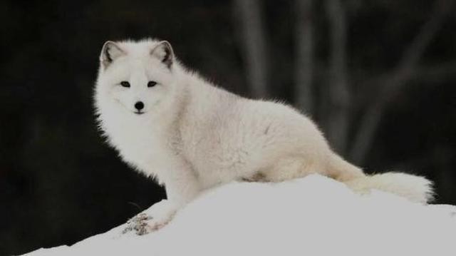 为了获取华丽的皮草，有的北极狐甚至被撑到压断四肢