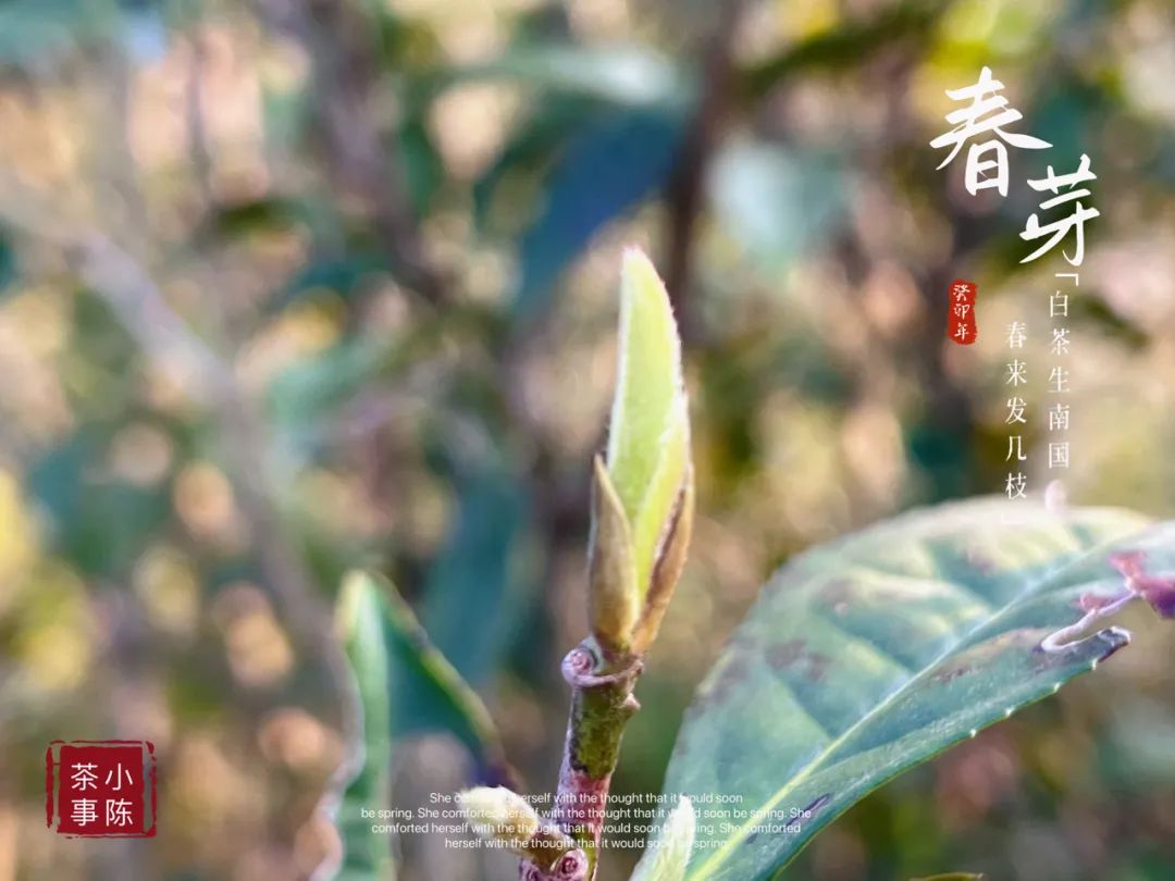 选购白毫银针只需看这5点,好的白毫银针质量鉴别