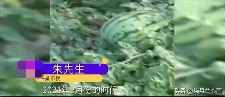 男子缅甸种西瓜被骗,缅甸种西瓜娶媳妇被骗后续