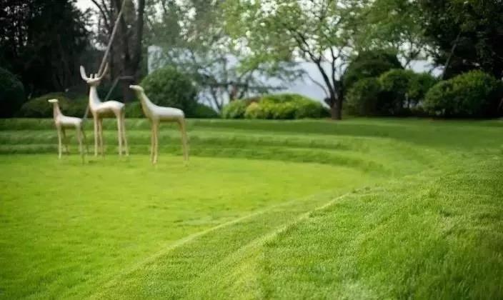 11月乔木灌木草坪病虫害用药,草坪病虫害怎么防治