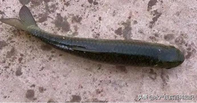 草鱼苗为何会全身发黑然后死亡,草鱼头部瘀血死亡