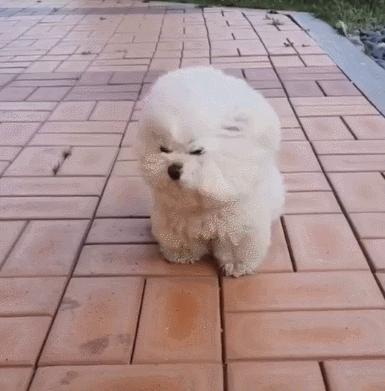 养比熊10大忌比熊犬的优缺点,小体比熊与标体比熊哪个好养