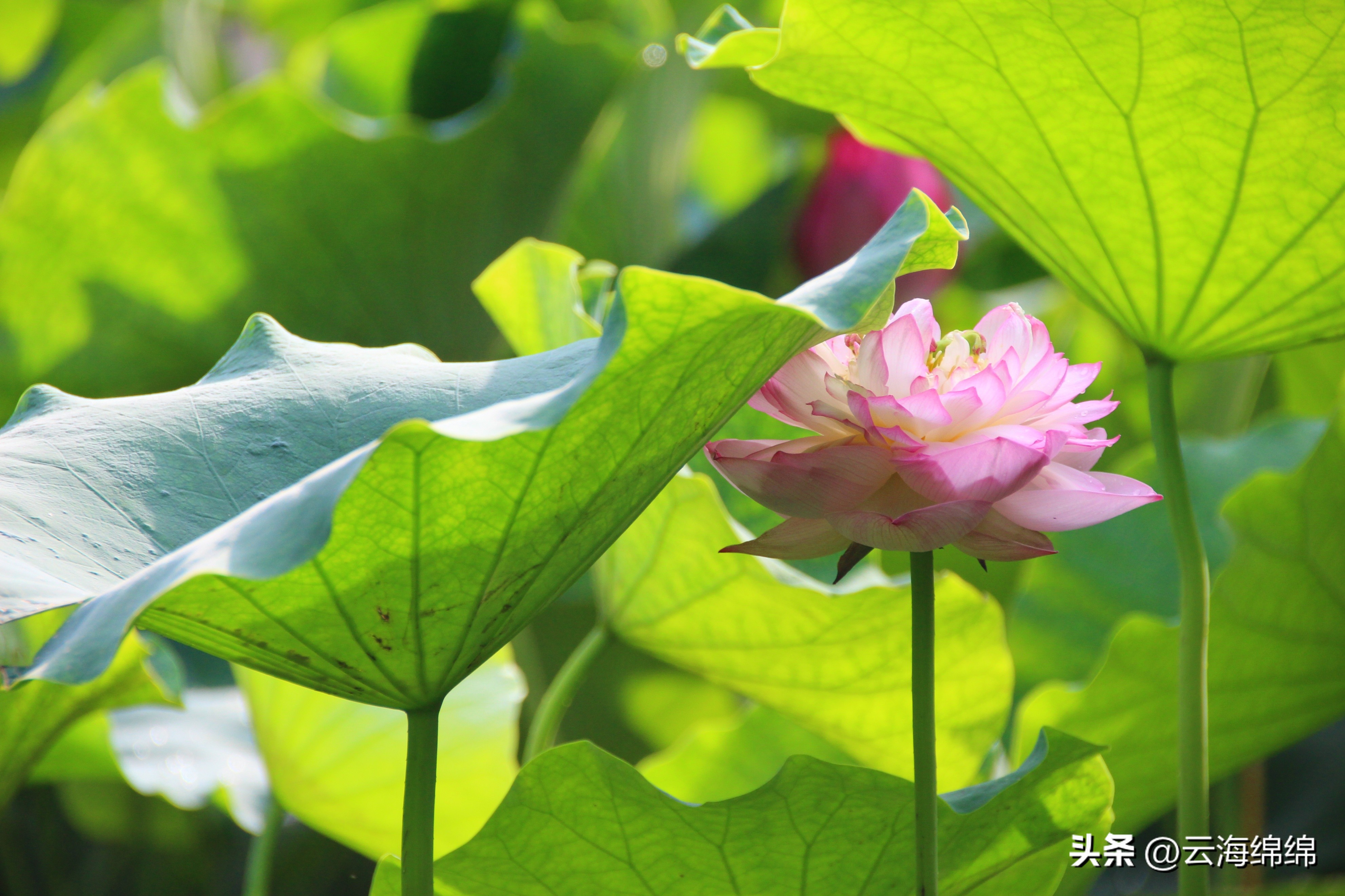 夏日荷花别样红照片,夏日荷花别样红手工