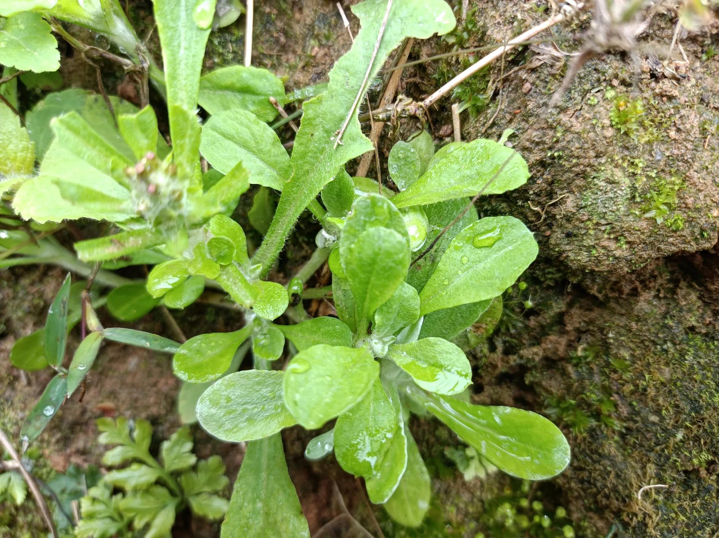 开春了哪种野菜能吃,春天的六种野菜你喜欢吃吗