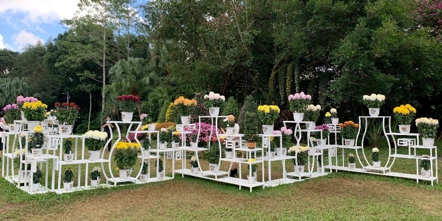 东湖公园赏菊花,深圳市东湖公园一年一季的菊花展