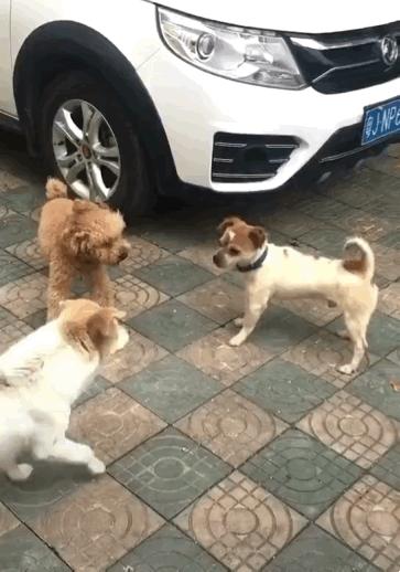 养柯基还是泰迪,养柯基还是泰迪省钱