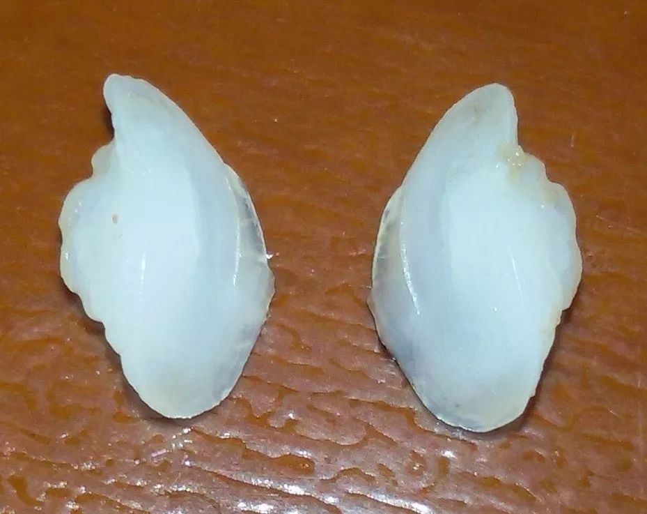 天价野生大黄鱼,浙江省捕获7斤野生大黄鱼