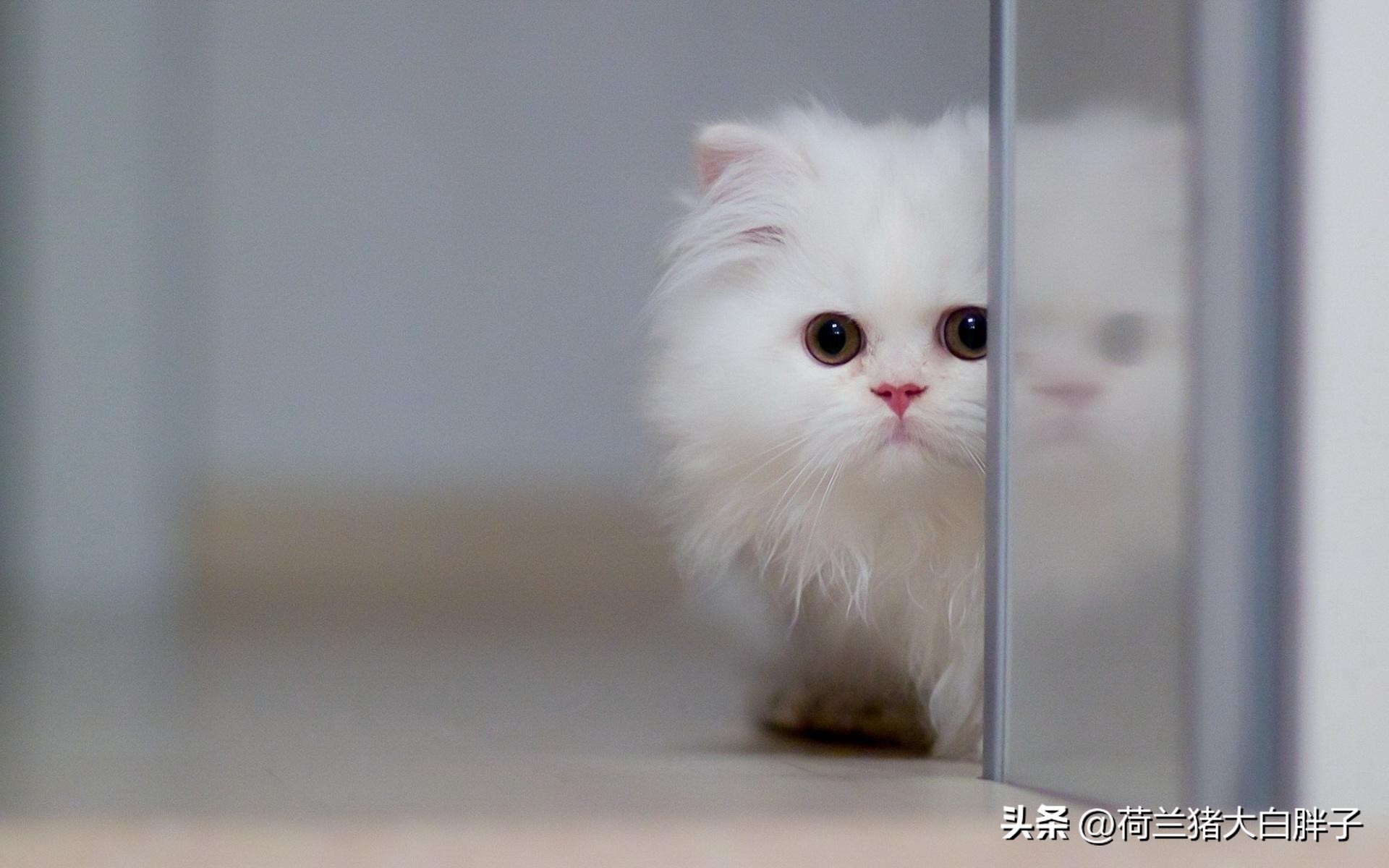 为什么猫咪越胖越受猫咪喜欢,猫咪很瘦和猫咪胖的变化