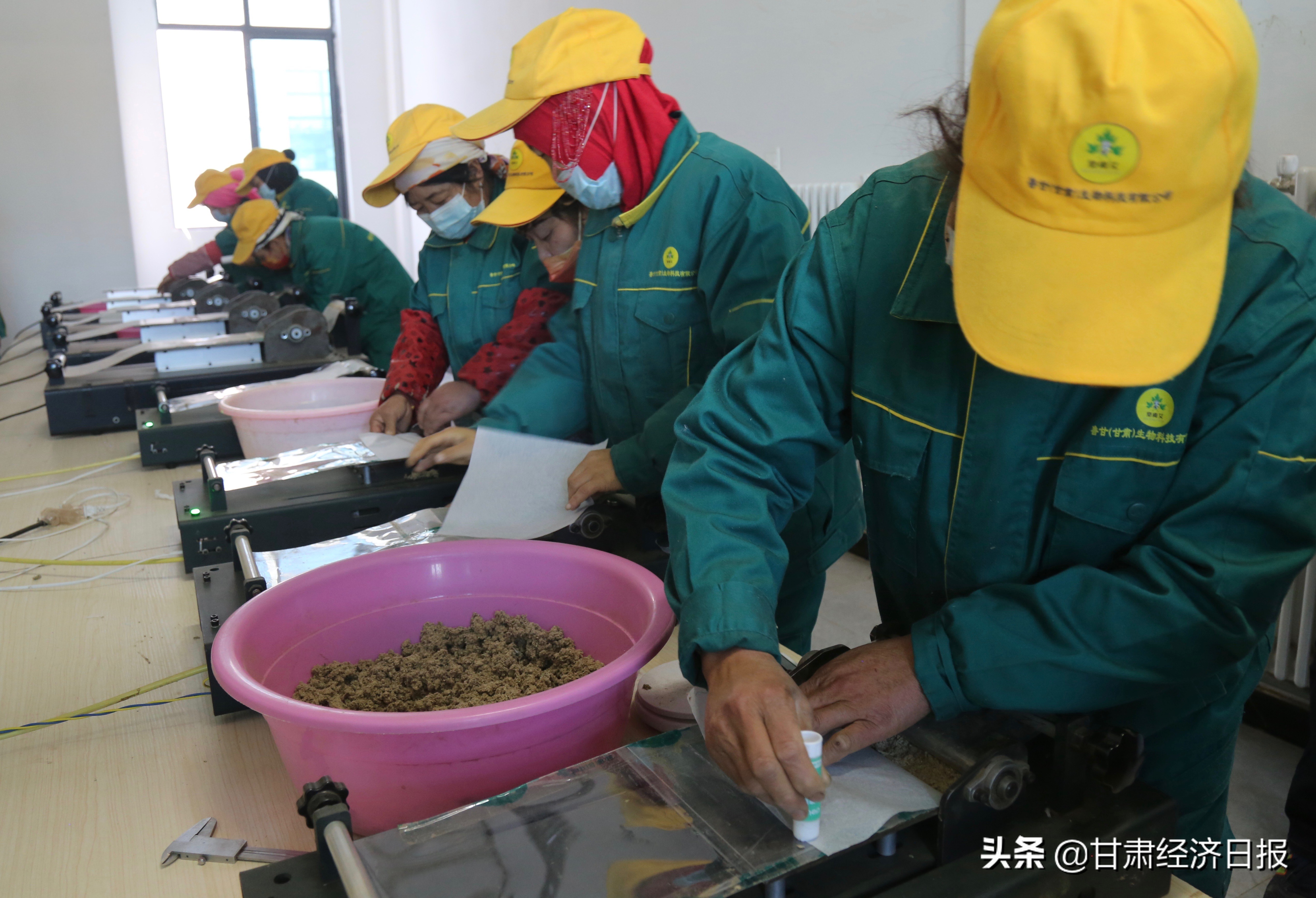 一株艾草的作用有多大,艾草一亩利润有多大