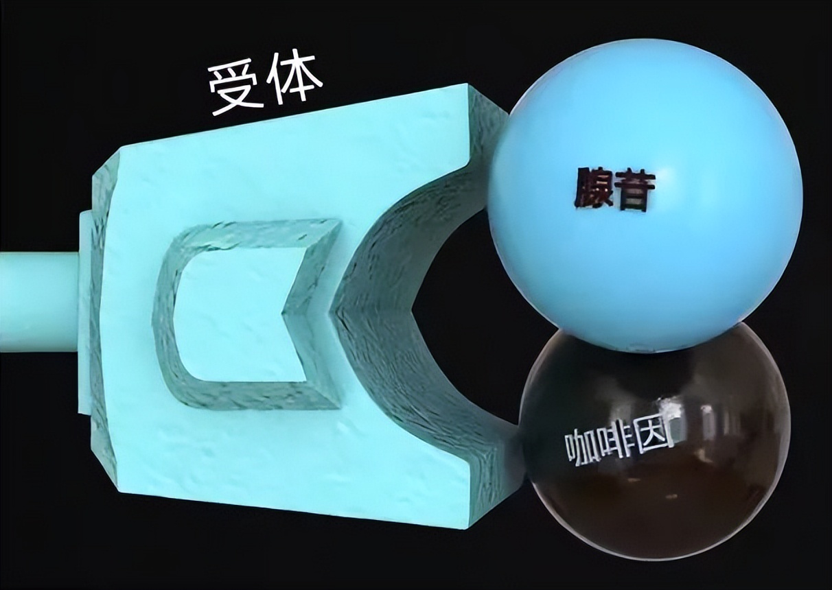 咖啡与咖啡之间的区别,咖啡贵贱区别