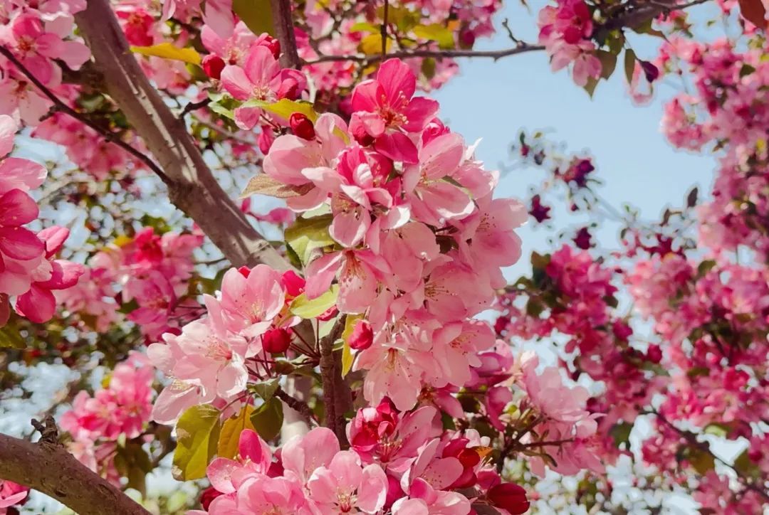 相邀北京冬奥公园看花海！首届永定河海棠赏花节来喽~