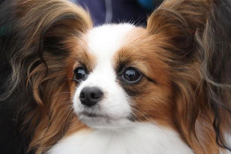 新手养狗适合养什么,建议穷人养的10种便宜狗