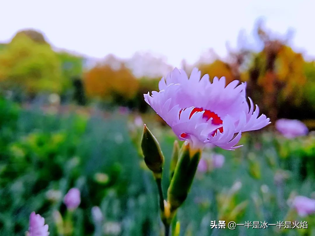 随笔世间百态,一句时光随笔