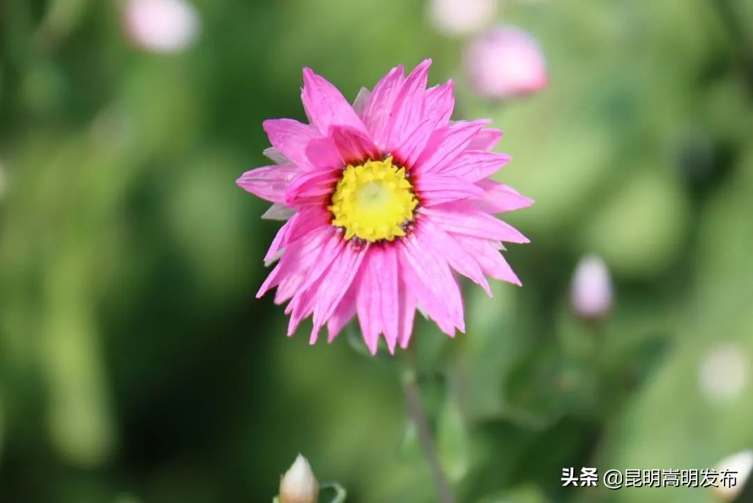 嵩明永生花店 (嵩明永生花)